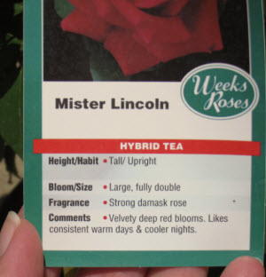 Mr Lincoln rose growing information